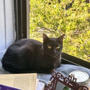 Papaya Domestic Short Hair Cat