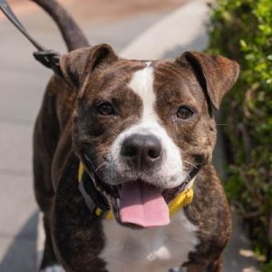 Buju Mixed Breed Dog