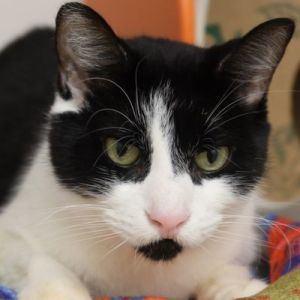 Querin Domestic Short Hair Cat