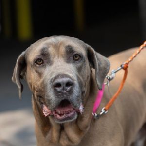 King Mixed Breed Dog