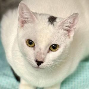 Walnut Domestic Short Hair Cat