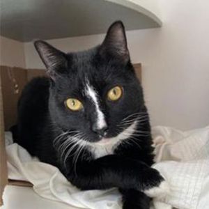 Major Domestic Short Hair Cat