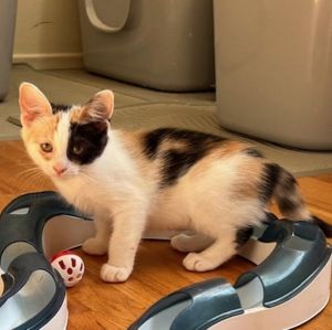 Calypso, Baby Female unknown