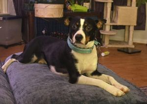 Bodhi Boy Basenji Dog