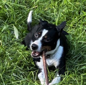 Meet Bodhi Boy - Your Loyal Adventure Buddy in a Compact Cuddly Package At just 25 pounds Bodhi B