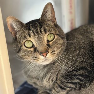 Mookie, Adult Male Domestic Short Hair