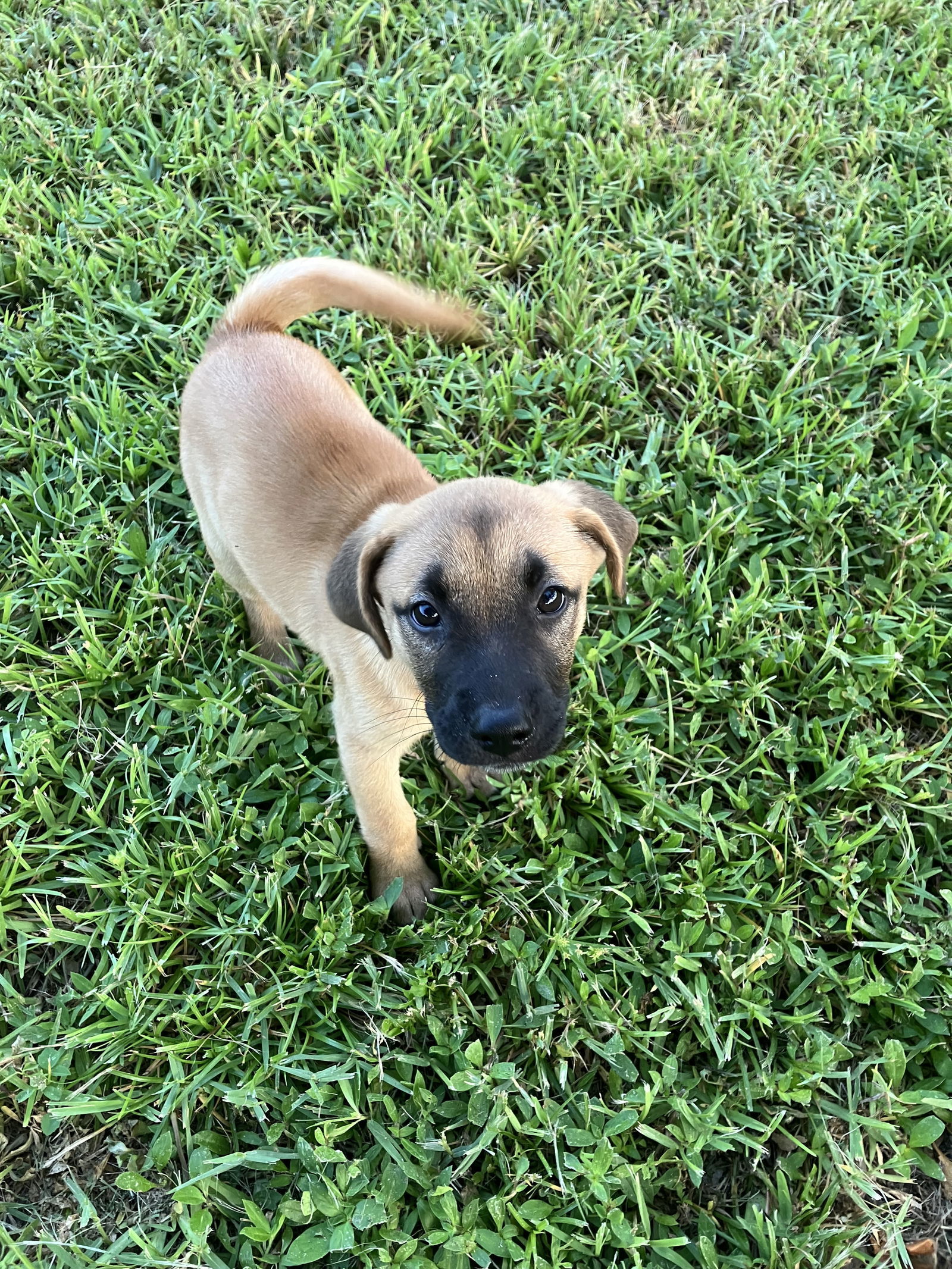 Snorkel *