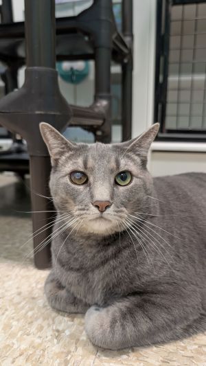 Smokey, Adult Male unknown