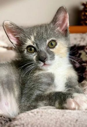 Betty Sue Dilute Calico Cat