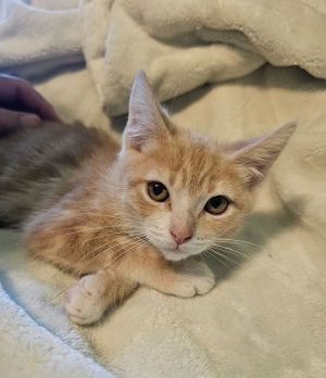 George, Young Male Domestic Short Hair