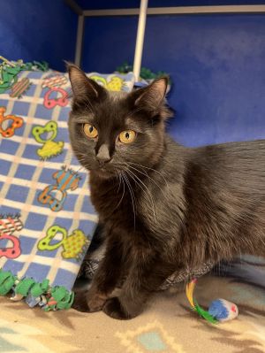 Boba, Adult Female Domestic Medium Hair