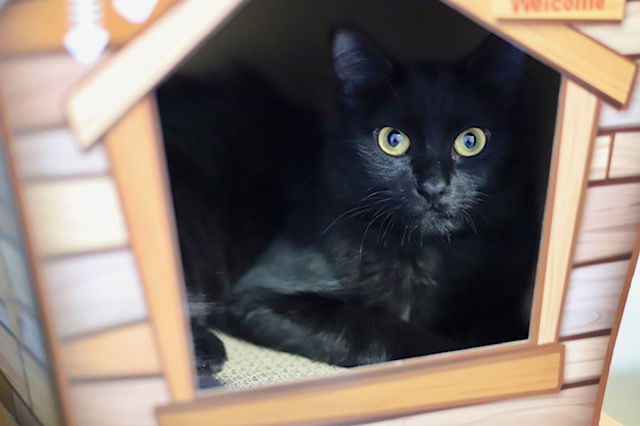 Boba, an adoptable Domestic Medium Hair in Webster, WI, 54893 | Photo Image 1