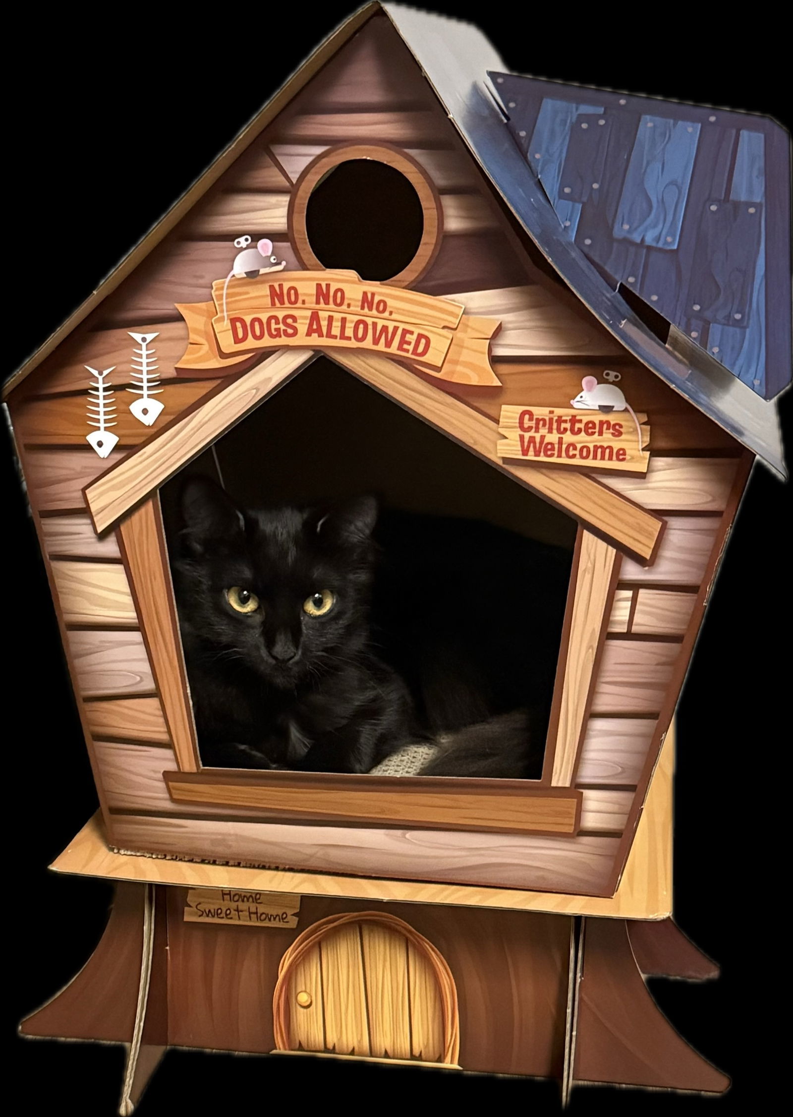 Boba, an adoptable Domestic Medium Hair in Webster, WI, 54893 | Photo Image 2