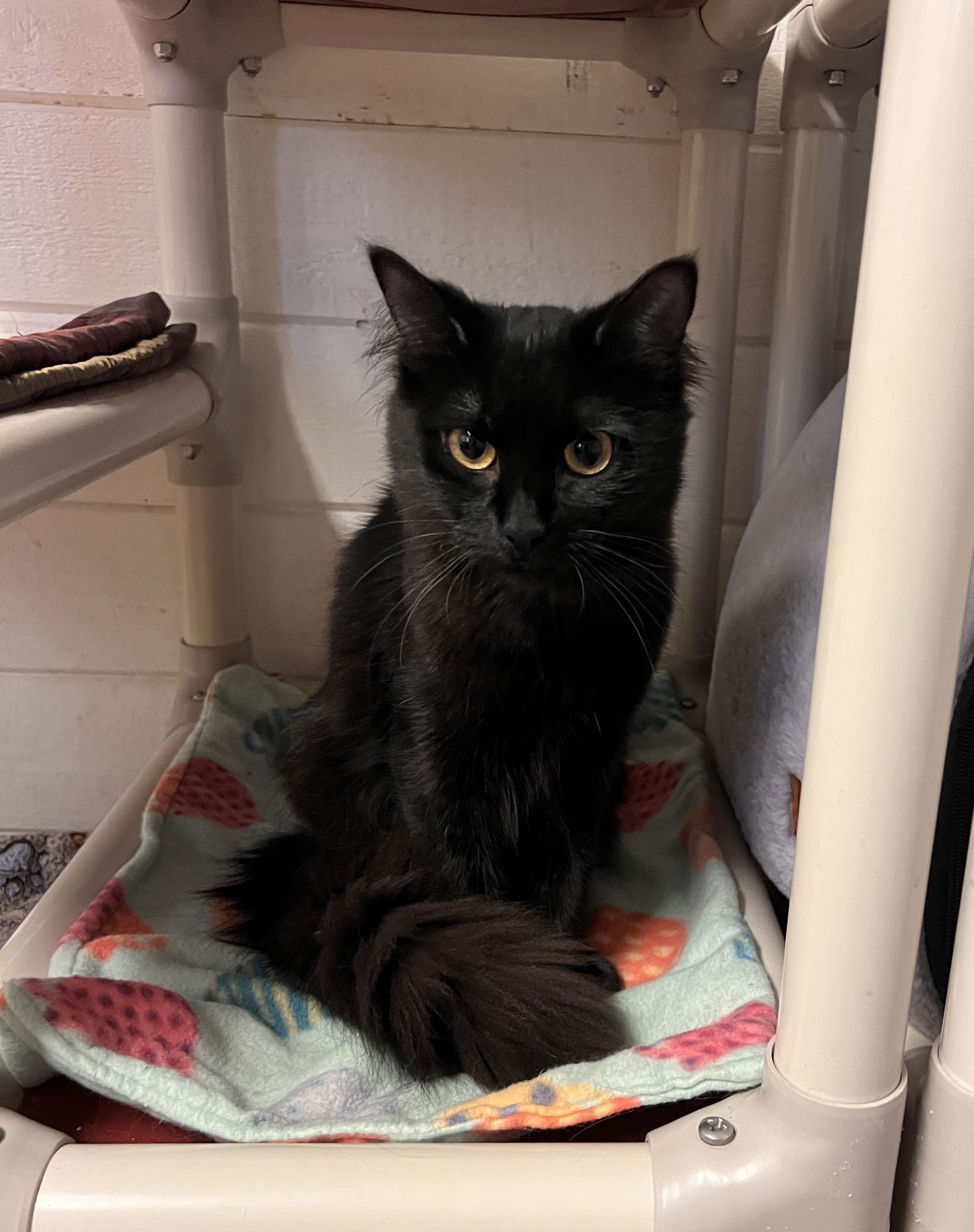 Boba, an adoptable Domestic Medium Hair in Webster, WI, 54893 | Photo Image 3