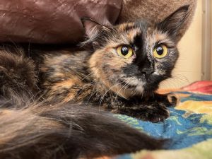Matcha, Adult Female Domestic Medium Hair