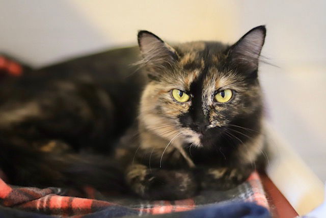 Matcha, an adoptable Domestic Medium Hair in Webster, WI, 54893 | Photo Image 1