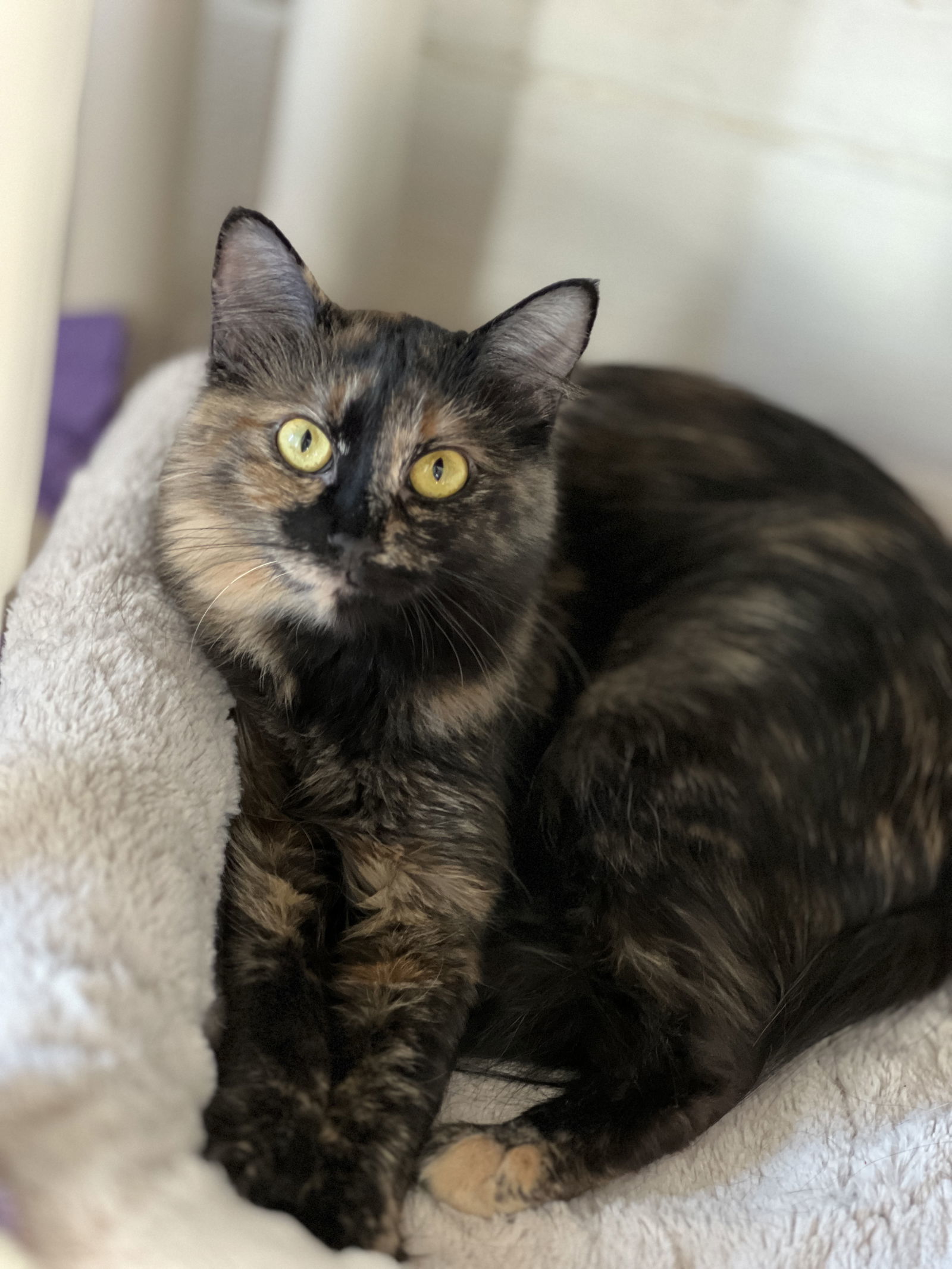 Matcha, an adoptable Domestic Medium Hair in Webster, WI, 54893 | Photo Image 2