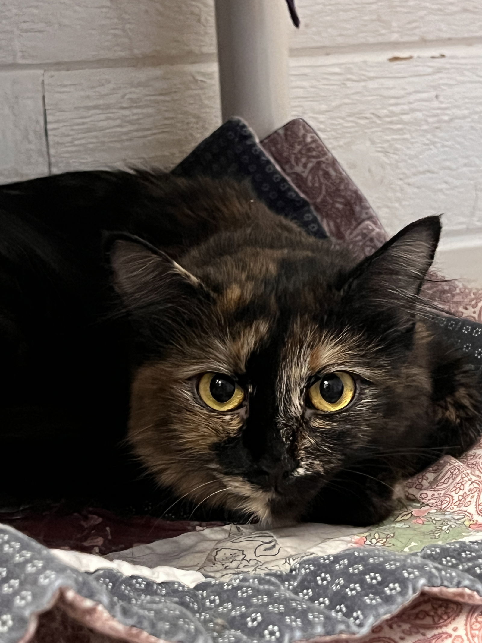 Matcha, an adoptable Domestic Medium Hair in Webster, WI, 54893 | Photo Image 3