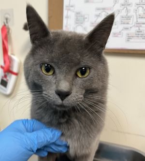 Silver Ash Domestic Short Hair Cat