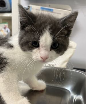 Sk8er Boi Domestic Short Hair Cat
