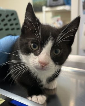 Surfer Dude Domestic Short Hair Cat