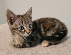 Cami Domestic Short Hair Cat