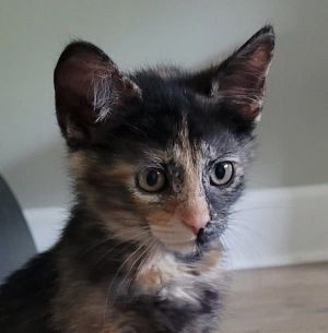 Vixen Domestic Short Hair Cat