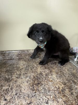 Fozzie