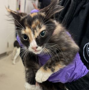 Primary Color Tortoiseshell Weight 2lbs Age 0yrs 0mths 8wks Animal has been Spayed