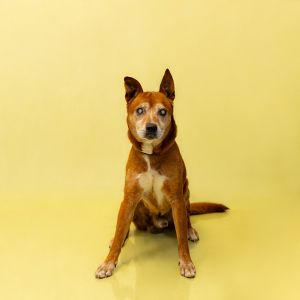 Primary Color Tan Secondary Color White Weight 46lbs Age 11yrs 0mths 1wks