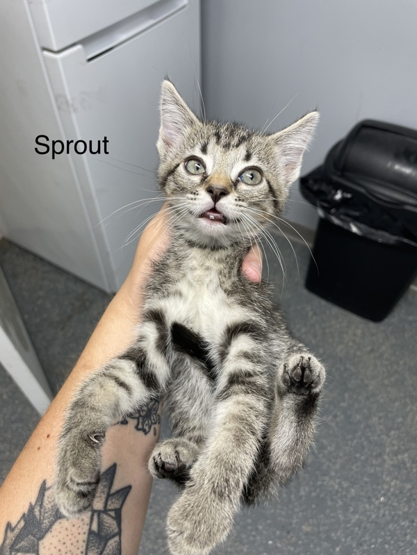 Sprout