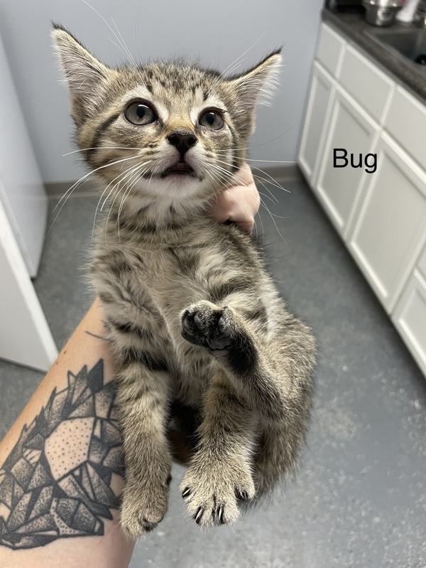 Bug
