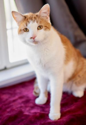 Poirot, Adult Male unknown