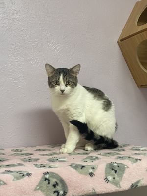 Bitsy, Adult Female unknown