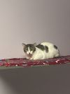 Bitsy photo 2