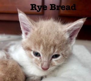 Rye Bread, Young Male unknown