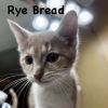 Rye Bread photo 3