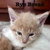 Rye Bread photo 6