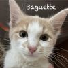 Baguette photo 4