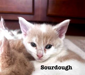 Sourdough, Young Male unknown
