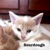 Sourdough photo 3