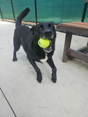 Meet Sea Belle a graceful retriever mix with a heart as deep as the ocean and a spirit full of