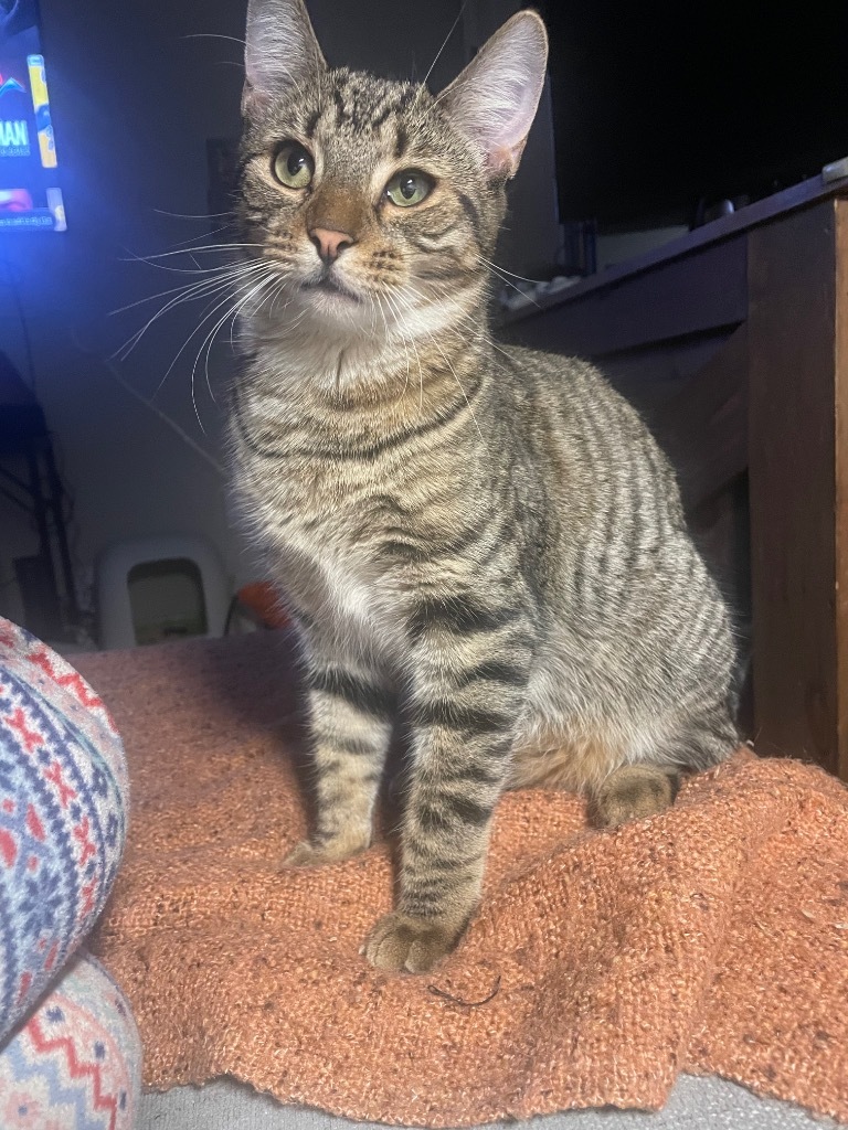 Goldfish, an adoptable Domestic Short Hair in Gorham, ME, 04038 | Photo Image 1
