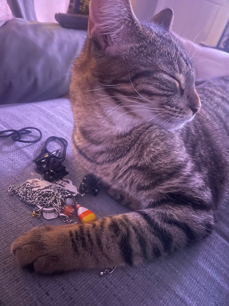 Goldfish, an adoptable Domestic Short Hair in Gorham, ME, 04038 | Photo Image 2