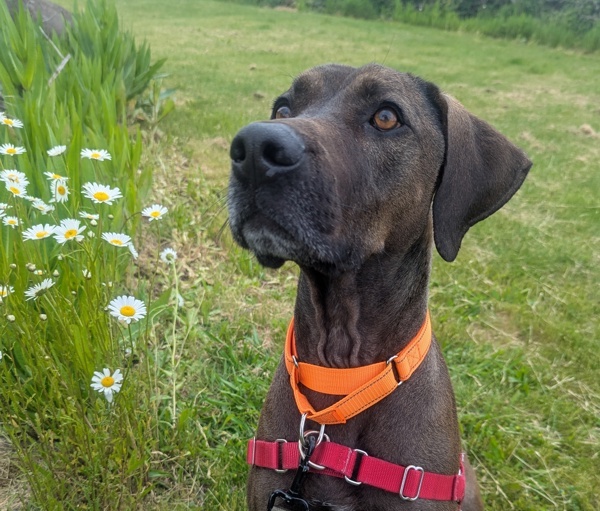 Jasper 4