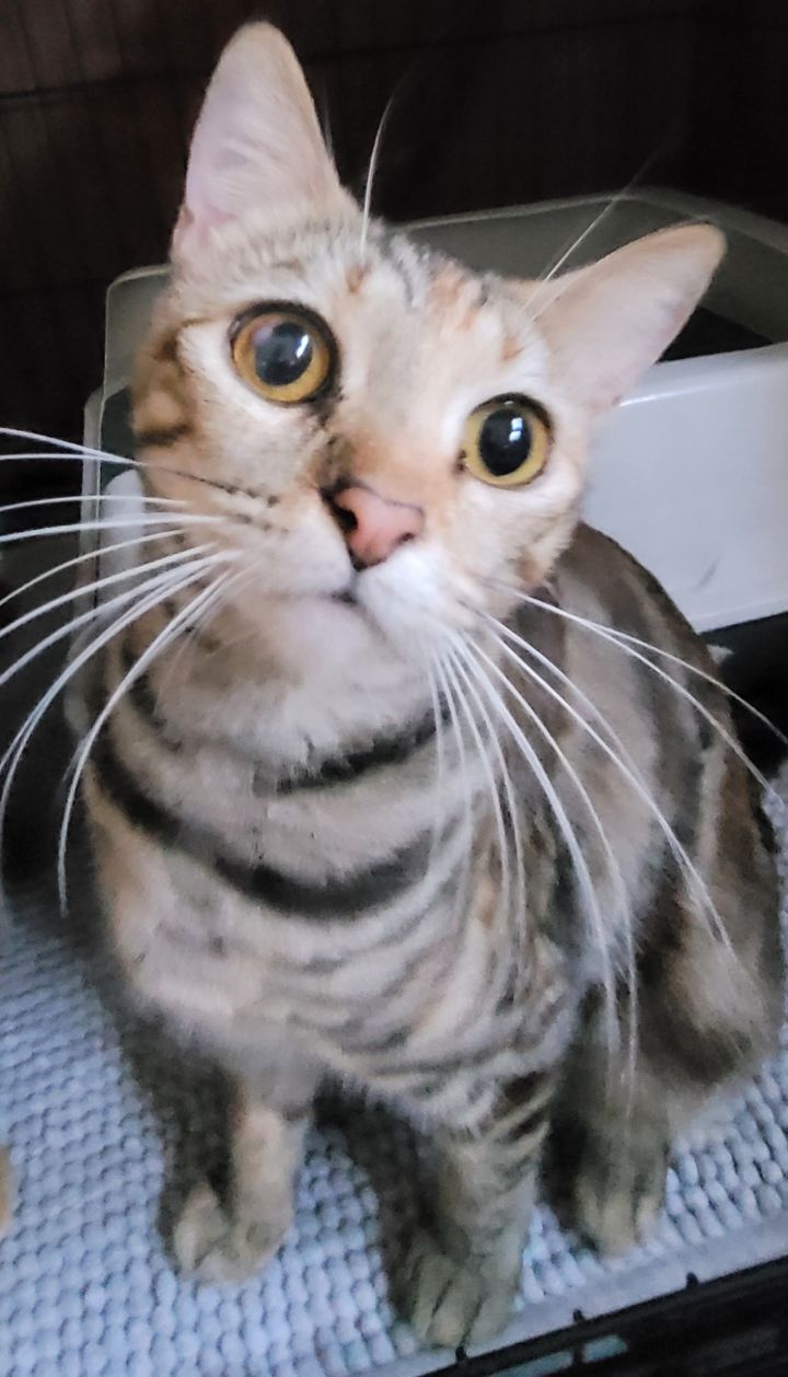 Mazie 4