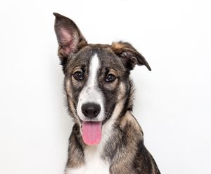 Thunder Shepherd Dog