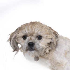 Hello Its Jer Bear here Are you looking for a cute little man who needs some pampering Well then