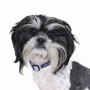 Hey there Im Ben the 2 year old Shih Tzu Im still learning the way of the world and learning