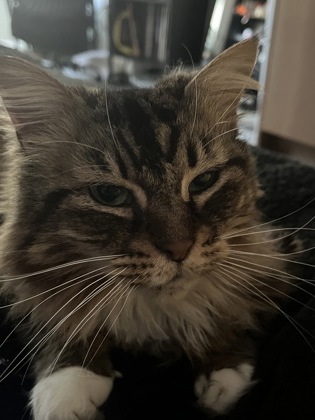 Tilly 1